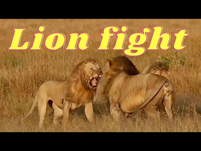 LION FIGHT ~ ft. Lolparpit & Olbarnoti