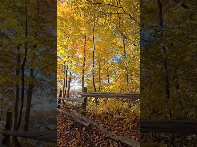  Dundas Peak Autumn Magic 2024 |  Happy Time 