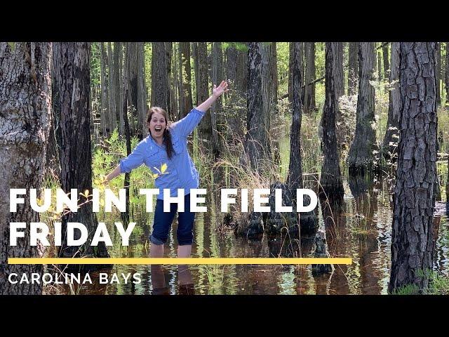 Fun in the Field Friday: Carolina Bays