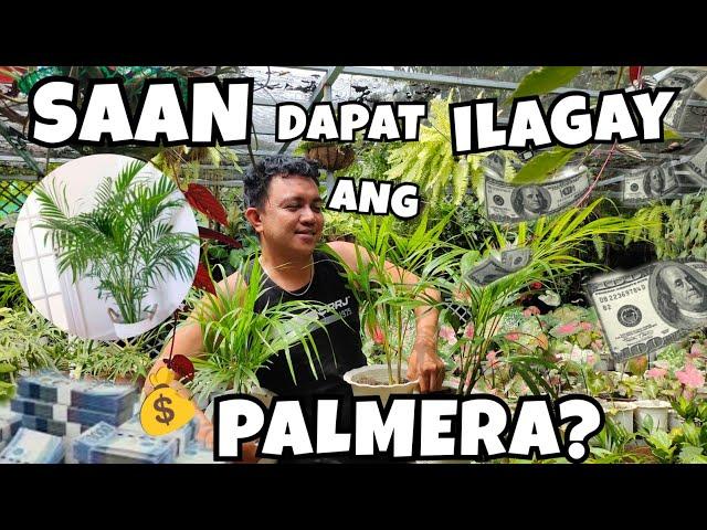 WHERE YOU SHOULD PLACE YOUR PALMERA PLANTS? |FOR GOOD LUCK & BENIFICIAL SYMBOLISM