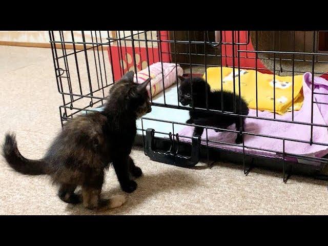 赤ちゃん猫を初めて見た子猫