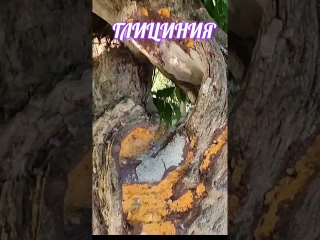 КрымСимеизбеседка из Глициниилюбят все 