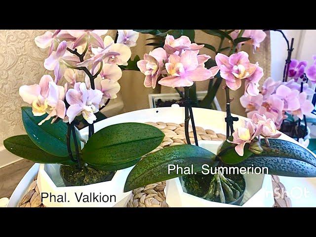 Орхидеи Парфюмерные фабрики новинка Summerion и Valkion (Валкион)