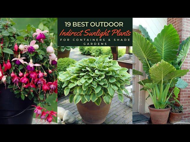 19 Best Outdoor Indirect Sunlight Plants for Containers & Shade Gardens