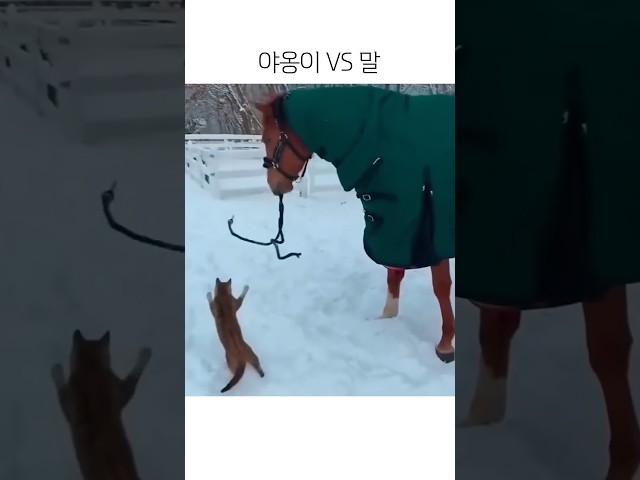 고양이 VS 말