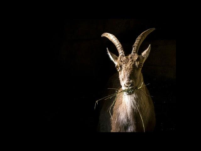 Soheila - PLUTO BETRITT ZUM LETZTEN MAL IN UNSEREM GANZEN LEBEN DEN STEINBOCK!