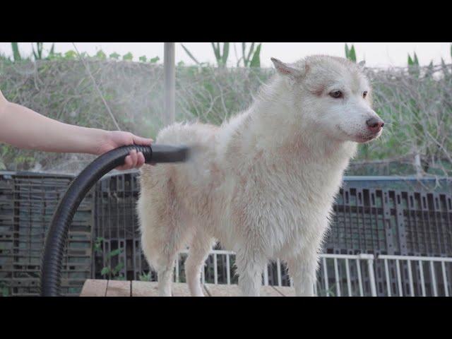 Siberian Husky fur drying??? Fur blowing!!!!Siberian Husky Coat Blowing