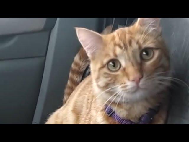 Street cat melts his way into trucker's heart