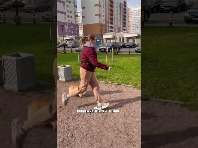 День с корги Варди! 24 часа с собакой