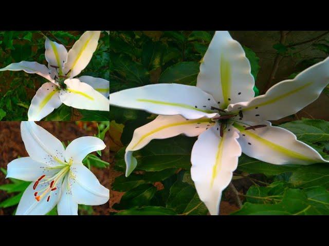 MALI ART : DIY CRAFT : How to Make Calla Lily Flower Frome Foem Sheet , ලිලී මලක් හදමුද