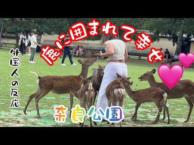 【外国人の反応】鹿に囲まれて幸せ外国人観光客🫎奈良公園