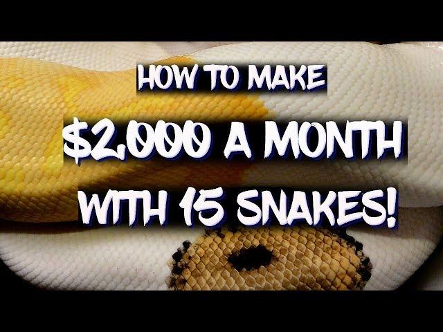 How to make $2,000 a month with 15 snakes!