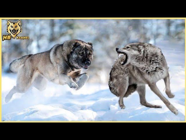 Armenian Gampr Dog - The Wolf Crusher