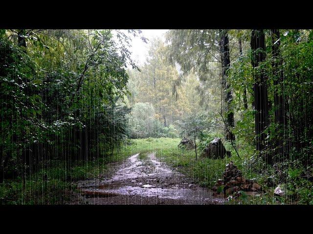 Soothe your Mind & Relax with the Refreshing Rain Sounds from the Forest. Nature's Gift, White Noise