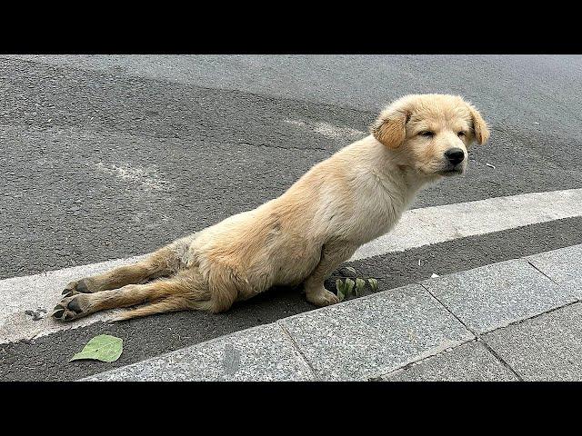 Straydog was hit by a car and its hind legs broken,struggled to crawl towards passersby seeking help