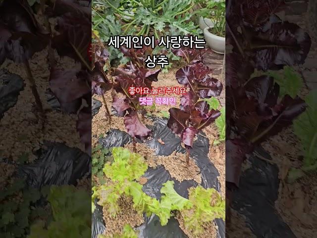 세계인이 사랑하는 상추 이런분은 드시지 마세요 #healing
