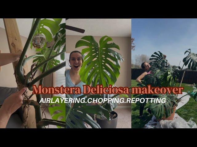 Airlayering, chopping, and repotting my EXTRA large Monstera Deliciosa!