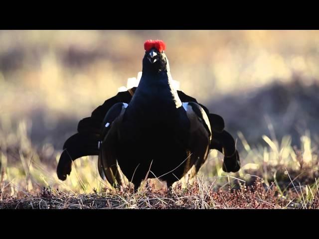 Orrspel, tjäderspel och ugglor – en naturfotoresa med Natursidan.se och Nordic Safari