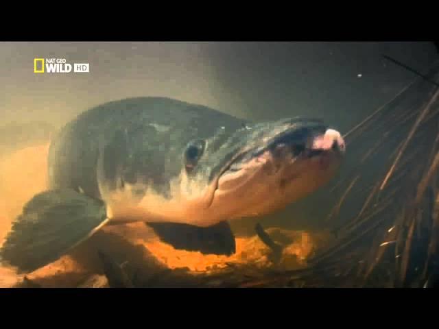 Arapaima Gigas by Nat Geo