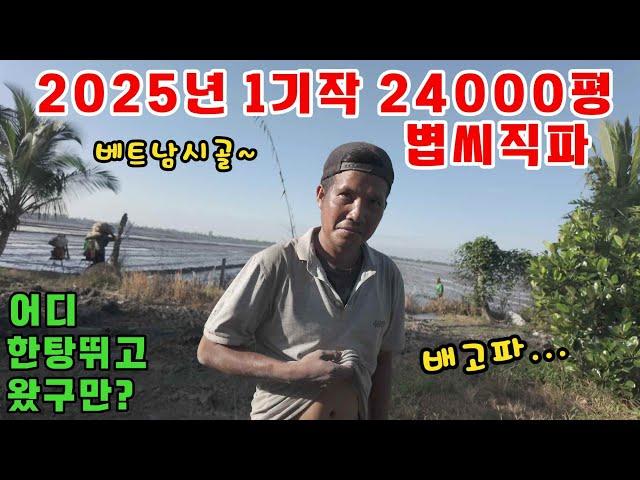 [베트남벼농사] 11월말일날 시작되는 2025년 1기작 볍씨파종 한국볍씨도? (kiengiangtv)