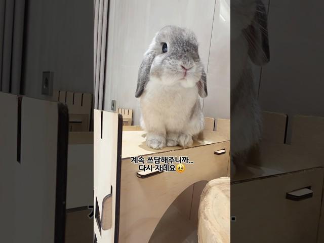 엄마찾아서 새벽에 탈출한 토끼..ㅠ#うさぎ