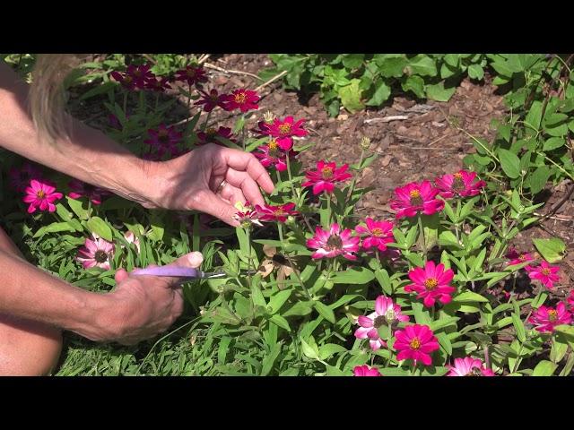 Deadheading Zinnias