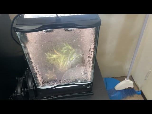 getting more plants soon