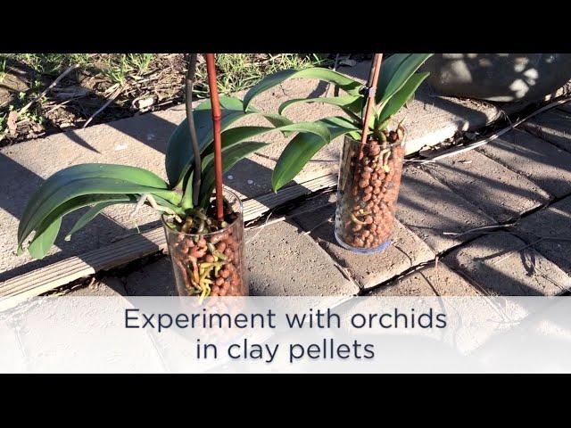 24 - Experiment with Orchids in Clay Pellets
