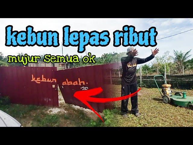 [Episod1231] baru lepas ribut. semuanya ok. teruskan mesin rumput