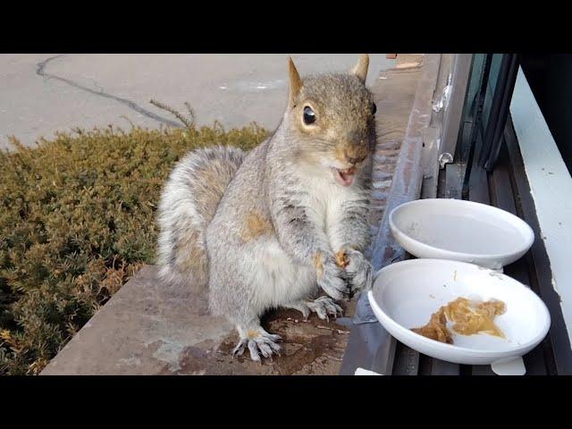 Squirrels' funny and cute way of eating almond/peanut butter