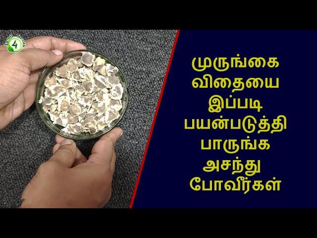 முருங்கை விதையில் இவ்வளவு விஷயம் இருக்கா?  | Drumstick benefits in tamil