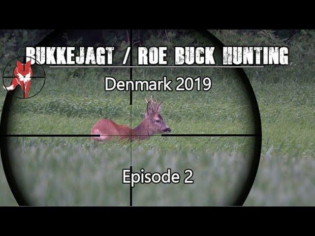 Bukkejagt/Roebuck hunting/Bockjagd 2019 episode 2