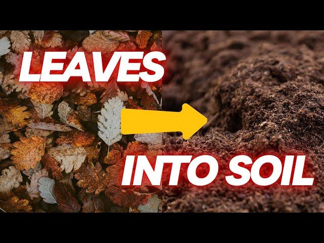 Homemade Leaf Mold. Make Potting Soil Using Leaves! Seriously it works.