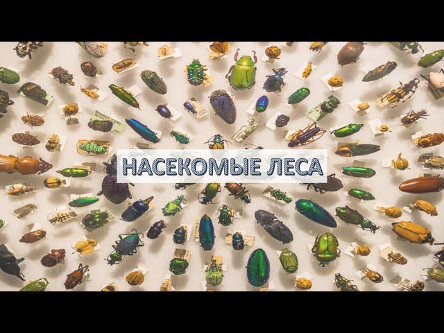 Насекомые леса