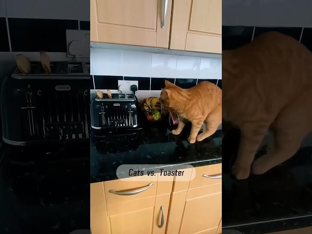 #cat #dog #pets #funny #funnyvideos #foryou #music