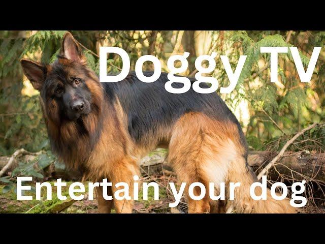 Frustrated with Your Dog's Energy? This Video can help! Not a training video!