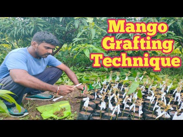 Mango Plants Grafting Technique | आम के पौधे ग्राफ्टिंग तकनीक