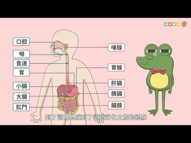 108新課綱｜七上生物｜【觀念】人體的消化作用