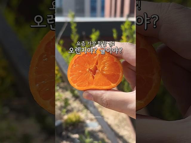 만다린감귤 시즌 얼마 안남았습니다! #만다린 #돌쇠네농산물