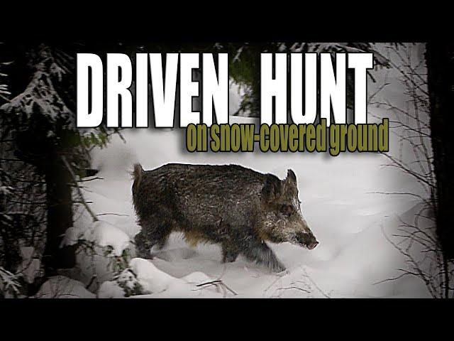 DRIVEN HUNT - On snow-covered ground - Wild boar hunting - Fallow - Red and Roe deer (Eng. subs)