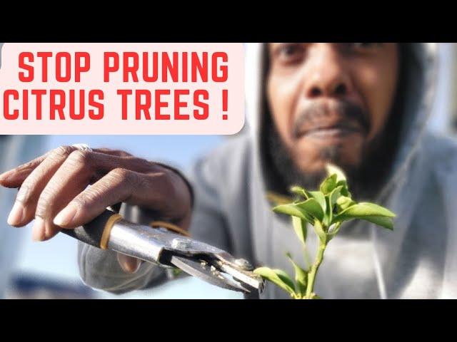 STOP PRUNING CITRUS TREES‼️ | HERE'S WHY | 1 ACRE FOOD FOREST