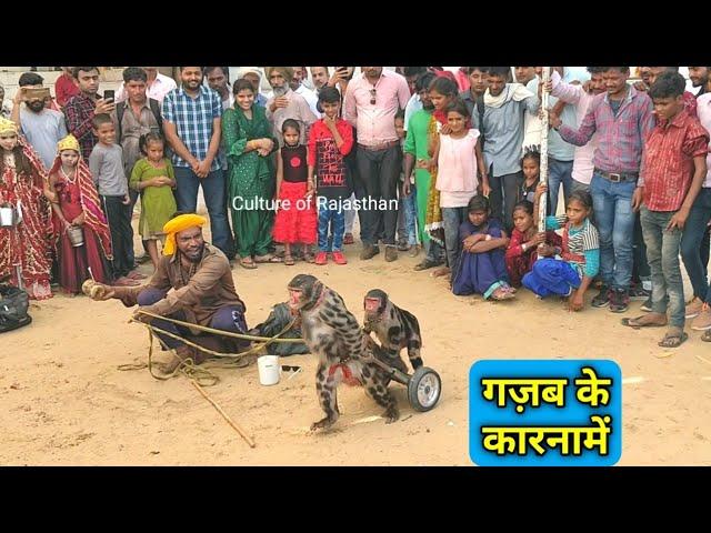 बंदर का खेल... पुष्कर मेला में। Monkey Drama। Bandar bandariya ka khel, Famous Video