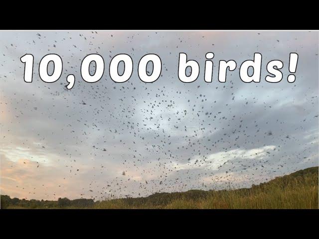 MASSIVE Purple Martin Migration! (~10,000 birds) Have you ever seen anything like this?