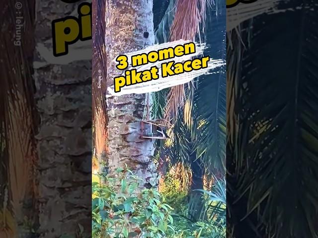 3 momen pikat kacer dikebun sawit #pikatburung #pikatkacer #kacer