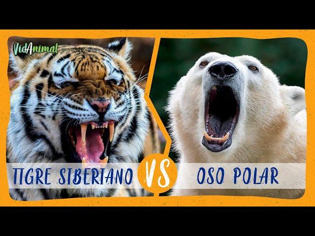 TIGRE SIBERIANO VS OSO POLAR: ¿Cual ganaría?