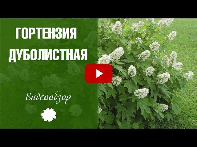 Гортензия дуболистная - Лучшие сорта. Как правильно выращивать цветы. Видео обзор Хитсад.