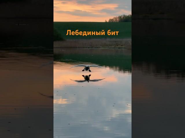 Лебединый бит от Алеся. Прилетел с гнезда на пару минут. #лебедь #милоевидео #birds #swan #бит #love
