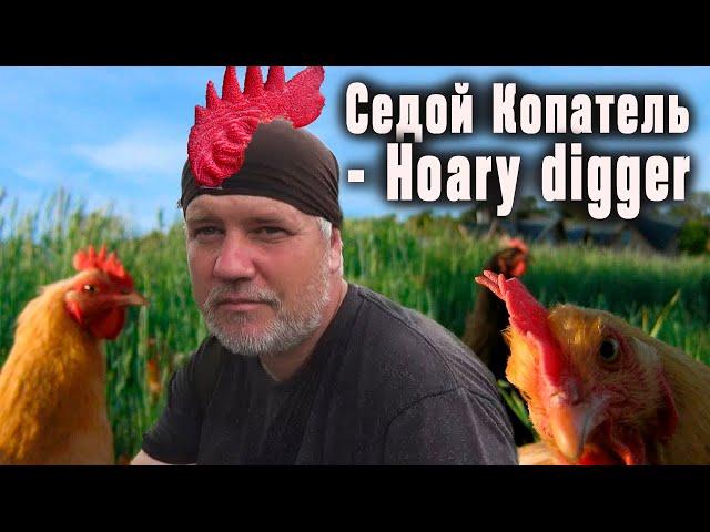 Седой Копатель - Hoary digger он же петух!