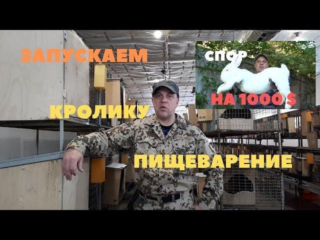 Кролик перестал пить и употреблять пищу/Как спасти кролика/Стресс после перевозки/Спор 1000 баксов