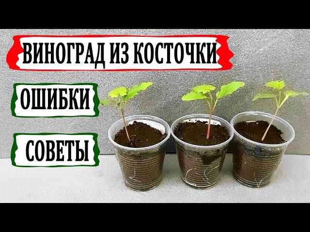  Виноград из косточки дома. Ошибки и советы. Взошли сеянцы винограда. Первые семядольные листочки.